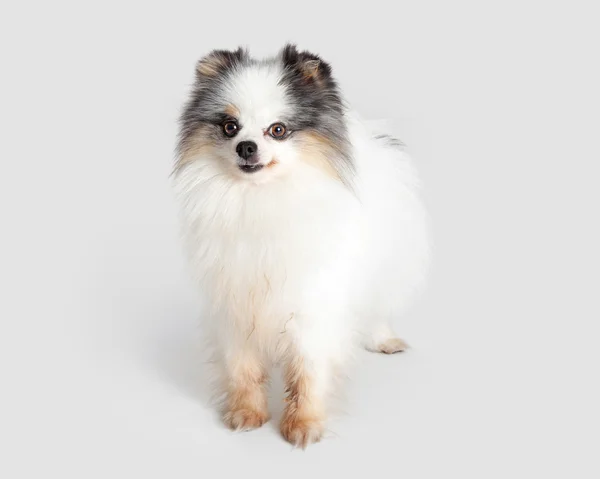 Pomeranian Raça cão — Fotografia de Stock