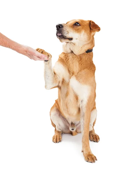 Hund schüttelt Hände — Stockfoto