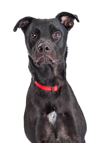 Schwarzer Labrador-Hund — Stockfoto