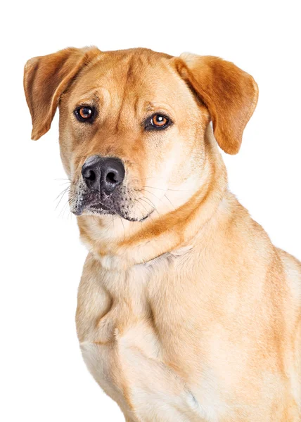 Vackra gula Labrador — Stockfoto