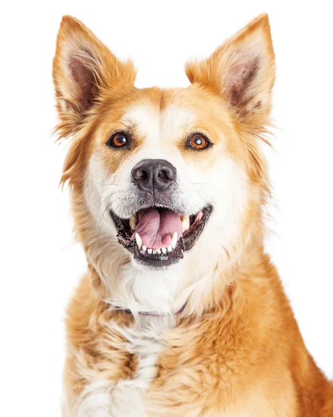 大型犬を笑顔 — ストック写真