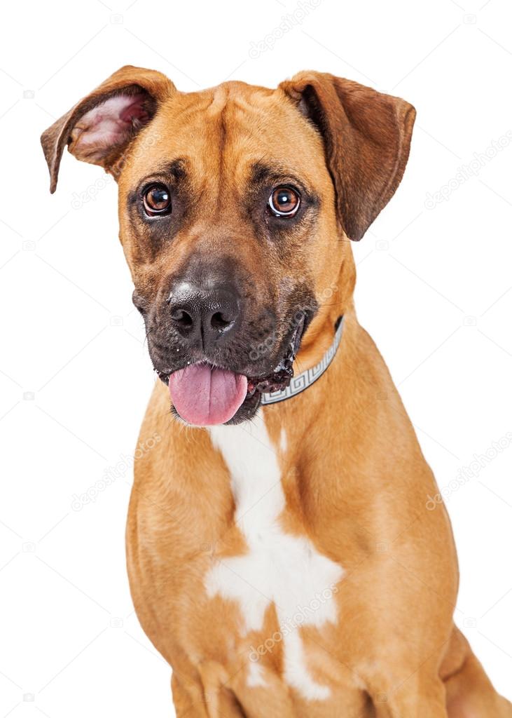Happy Big Dog — Stock Photo © adogslifephoto #106901448