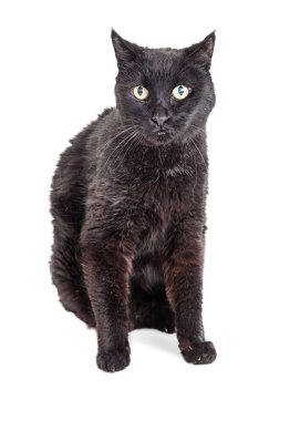 Kara kedi dört gözle