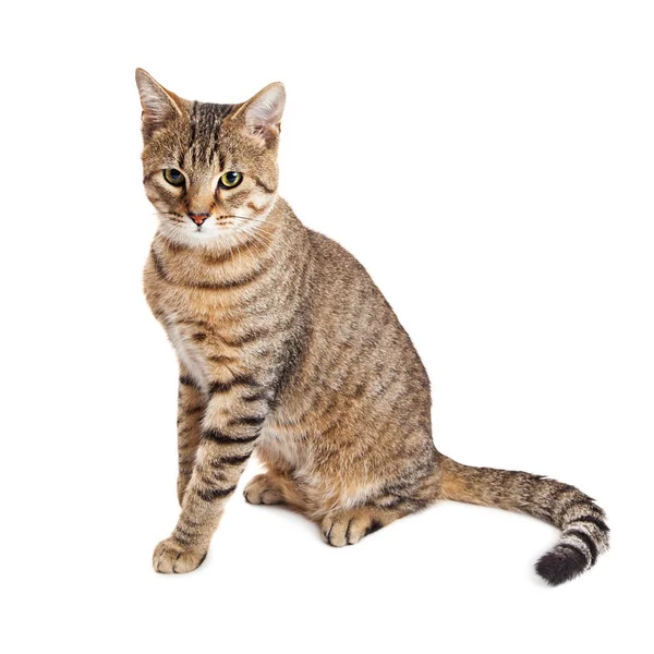 Striped Cat Over White — Stock Photo, Image