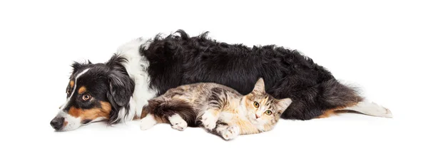 Perro y gato acostados juntos — Foto de Stock