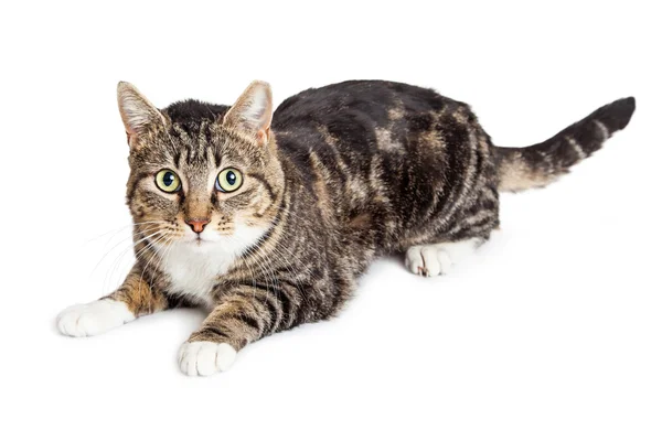 Attentive Tabby Cat — Stock Photo, Image