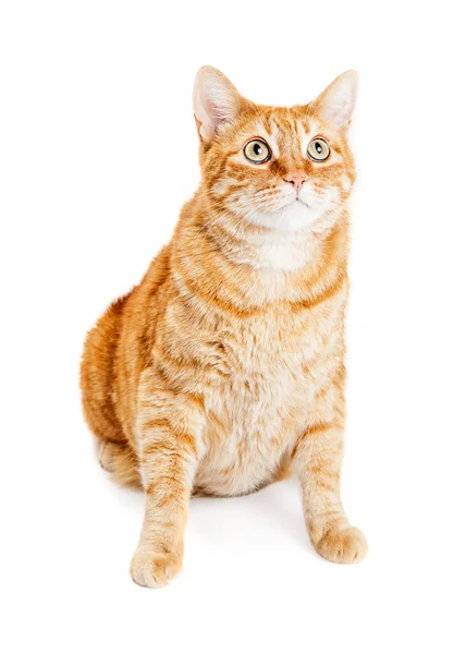오렌지 스트라이프 줄무늬 고양이 — 스톡 사진