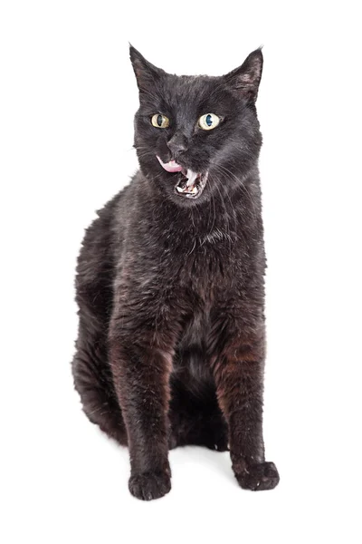 Schwarze Katze leckt Lippen — Stockfoto