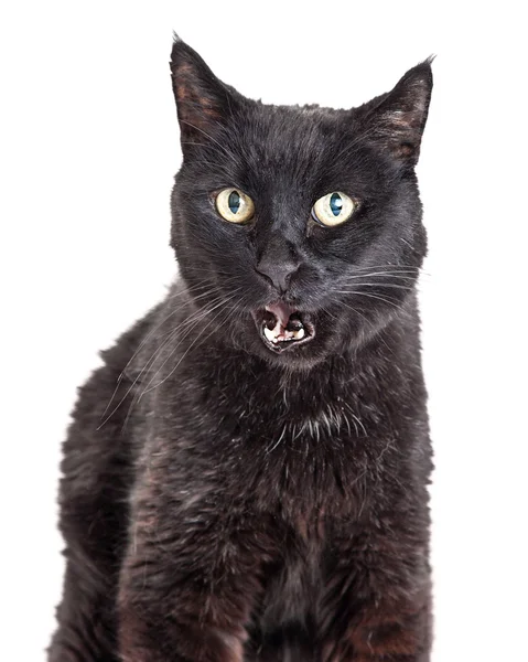 Открытым ртом черный кот — стоковое фото