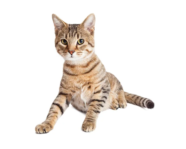 Young Tabby Cat — Stock Photo, Image