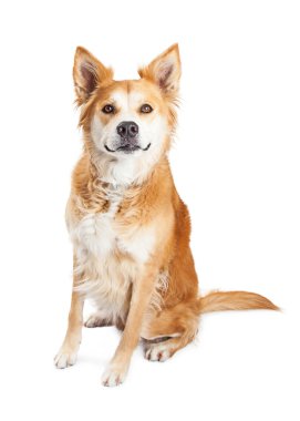 Karışık doğurmak köpek sarı