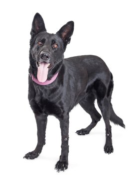 Nefes nefese siyah köpek 