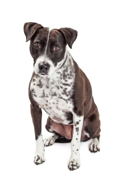 Siyah ve beyaz köpek — Stok fotoğraf