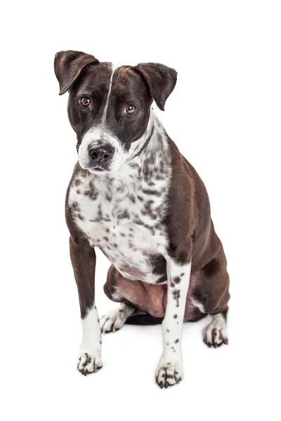 Black and White  Dog — Stock Photo, Image