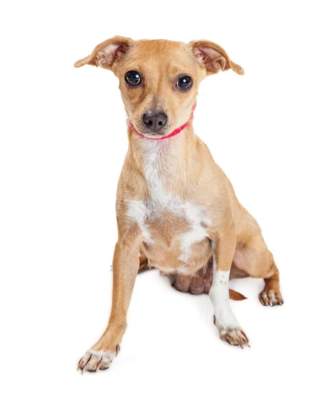 Niedlicher Chihuahua-Mischlingshund — Stockfoto