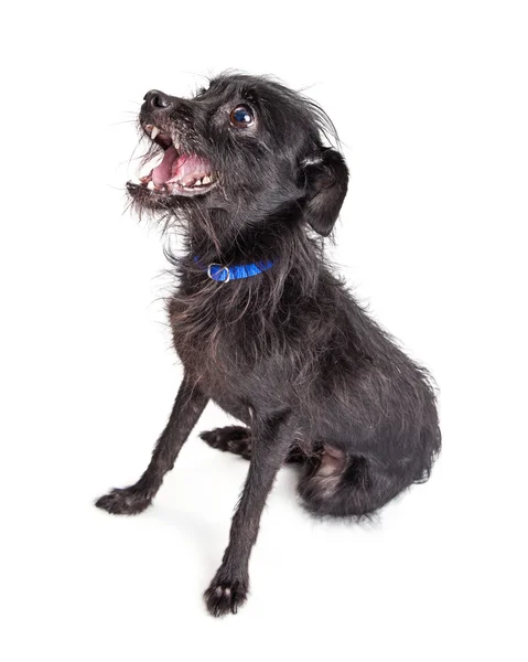 Shaggy Terrier Dog — Stock Photo, Image