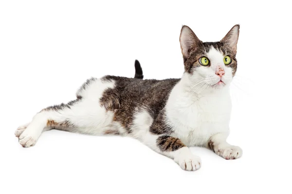 Funny Cross-eyed Cat — Stock Photo, Image