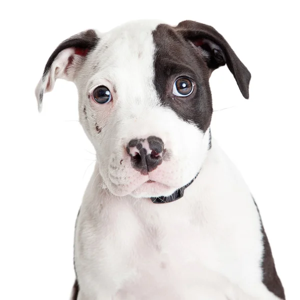 Niedlicher Pitbull-Welpe — Stockfoto