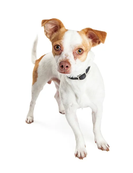 Küçük beyaz ve kahverengi köpek — Stok fotoğraf