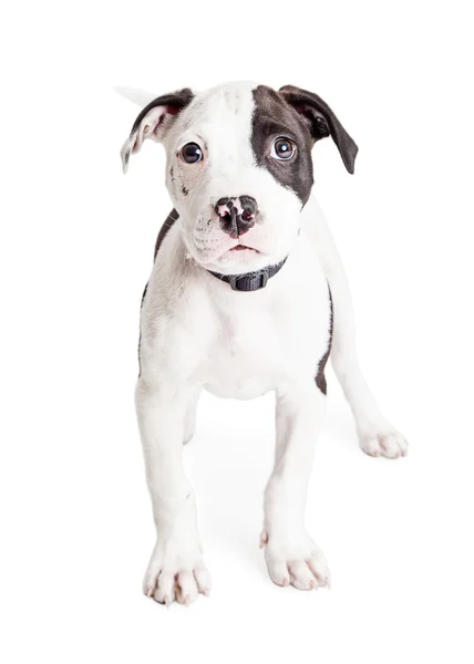 Pit Bull Puppy — Stock Photo, Image