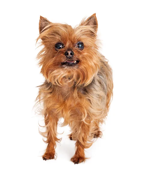 Silky Terrier Crossbrees Dog — Stock Photo, Image