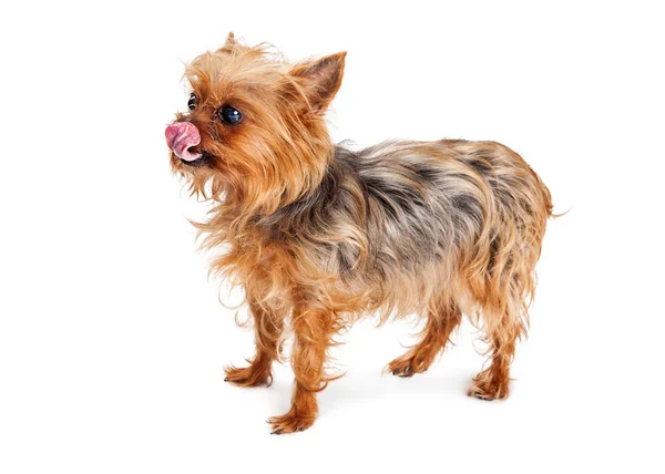 Hungry Terrier Dog — Stock Photo, Image