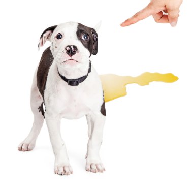 Şirin çukur boğa köpek yavrusu