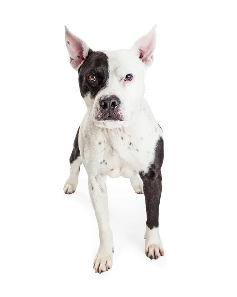 American Stoffordshire Pit Bull — Stock Photo, Image