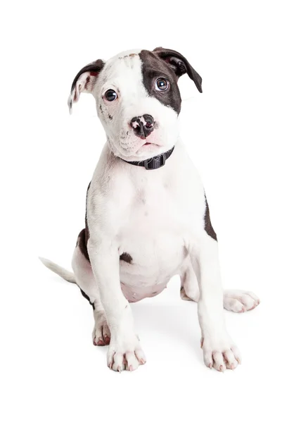 Pit Bull cachorro — Foto de Stock