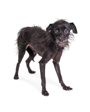  siyah tüylü terrier köpek