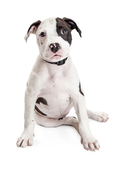 Filhote de cachorro bonito Pit Bull — Fotografia de Stock