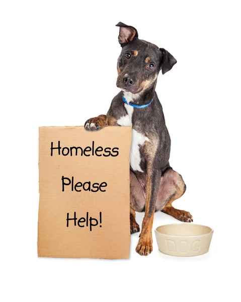 Homeless rescue dog — Stock Photo, Image