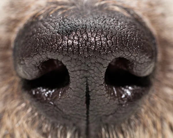 Hund näsa konsistens — Stockfoto