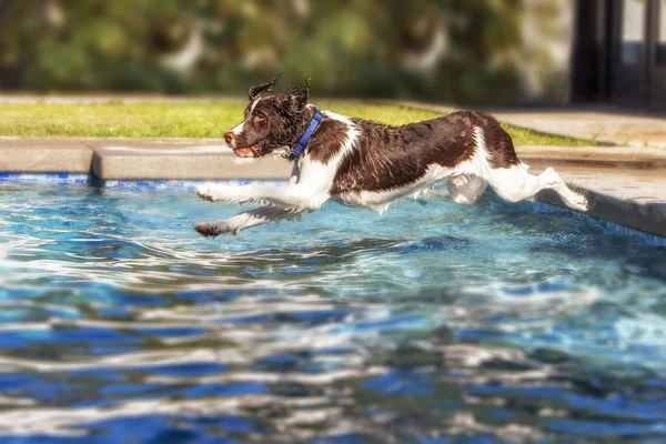 Spaniel dog jumping — Stock Photo, Image