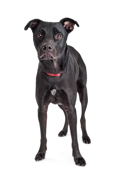 Schwarzer Mischlingshund — Stockfoto