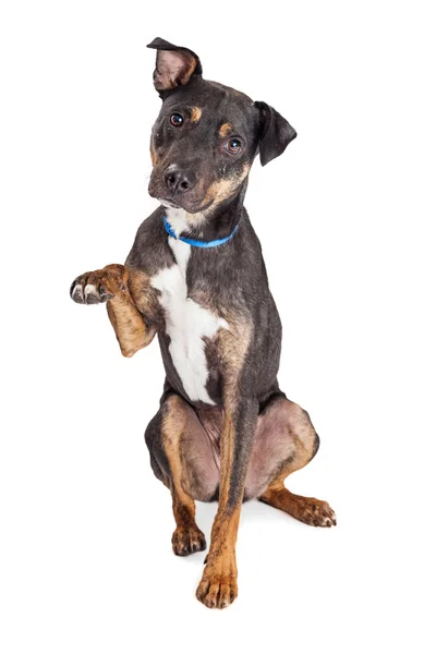 Crossbreed dog sitting — Stock Photo, Image