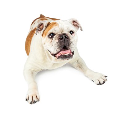 Şirin Bulldog döşeme ağzı açık