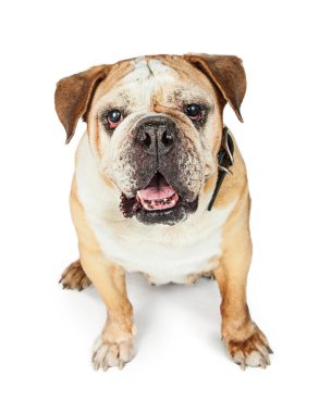 Eski İngilizce Bulldog beyaz üzerinde