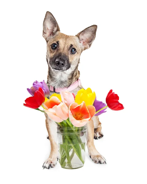 Cão bonito com frasco de tulipas — Fotografia de Stock