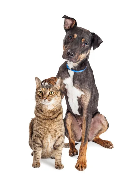 Pes s tlapou na hlavu kočky — Stock fotografie