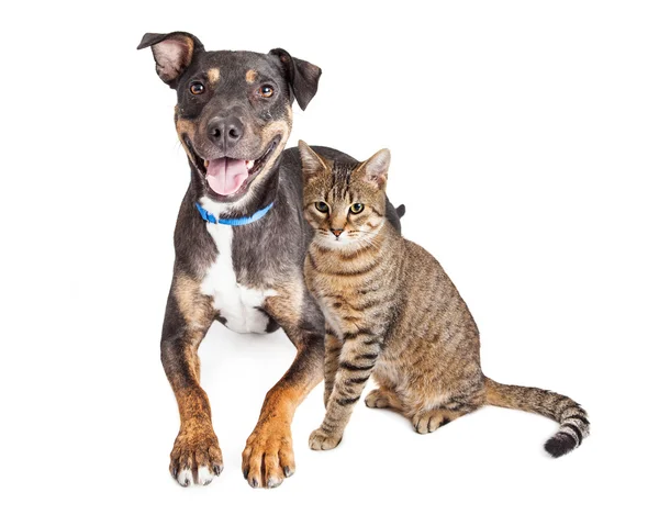 Glücklicher Hund und gestromte Katze zusammen — Stockfoto