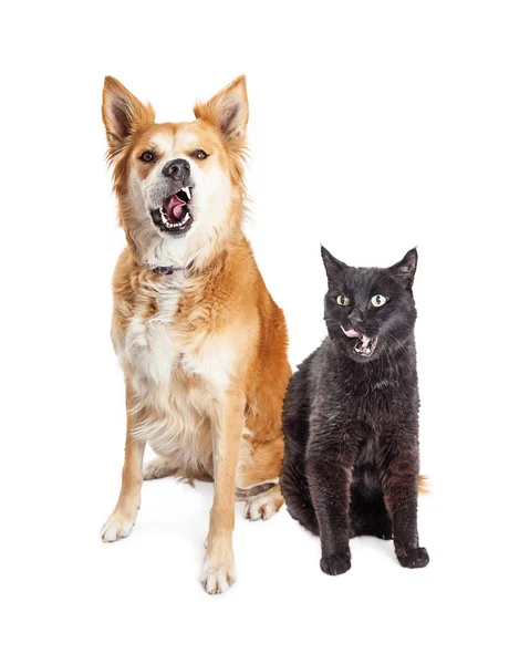 Głodny pies i kot razem — Zdjęcie stockowe