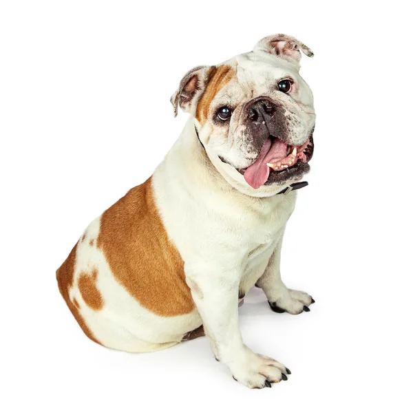 Bulldog sentado para o lado olhando para a frente — Fotografia de Stock