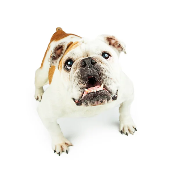 Bulldog Watchdog a riasztást — Stock Fotó