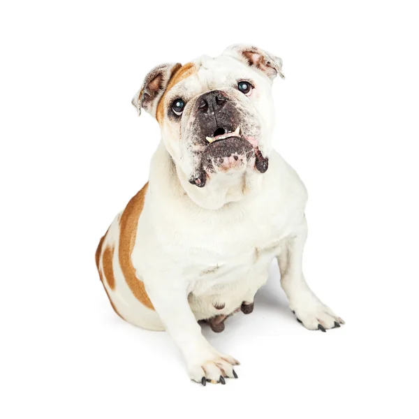 Bulldog com sob mordida olhando para a frente — Fotografia de Stock