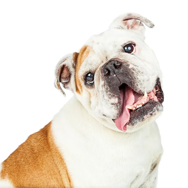 Tatlı tatlı Bulldog devirme baş