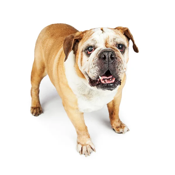 Cane di razza Bulldog inglese amichevole — Foto Stock