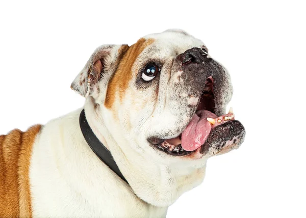 Happy Attentive Bulldog Looking Up — Stock Photo, Image