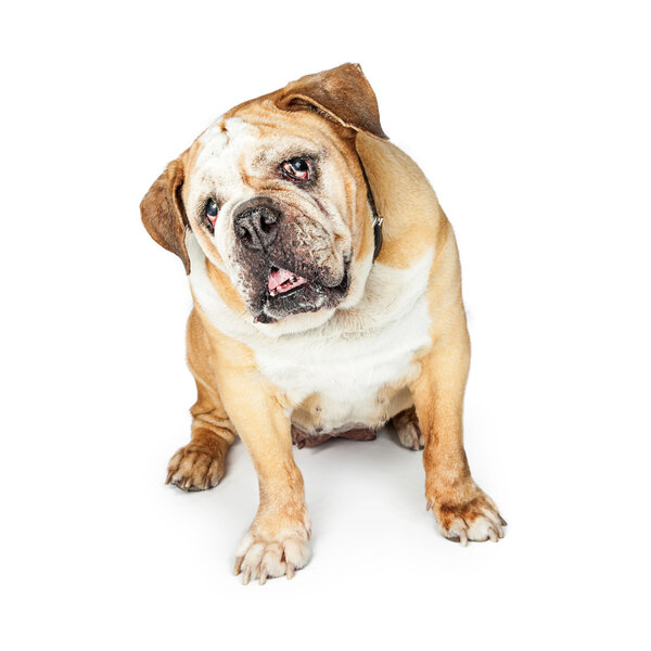 Blind English Bulldong Tilting Head