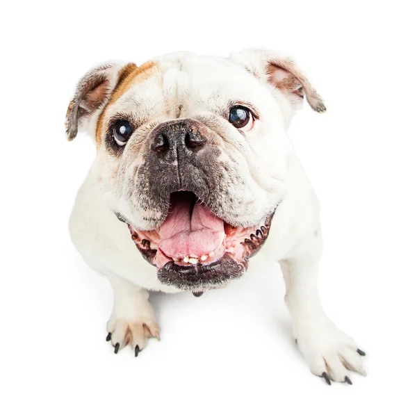 Havai görünümü mutlu Bulldog